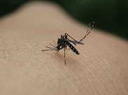 Asian Tiger Mosquito